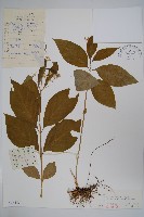 潮風草藏品圖，第1張