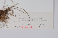 潮風草藏品圖，第2張