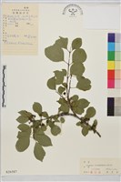 金鋼鼠李藏品圖，第1張