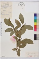 鼠李、臭李子藏品圖，第1張