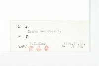 葶藶藏品圖，第3張