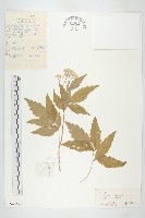 白花碎米薺藏品圖，第1張