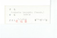 白花碎米薺藏品圖，第3張