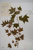 元寶槭藏品圖，第1張