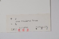元寶槭藏品圖，第2張
