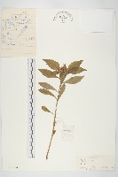 費菜藏品圖，第1張