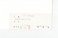 費菜藏品圖，第3張