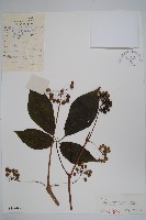 刺五加藏品圖，第1張