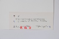 刺五加藏品圖，第2張