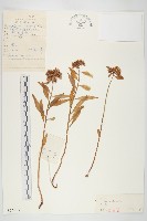 費菜藏品圖，第1張