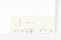 費菜藏品圖，第3張