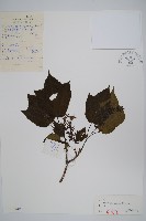 青楷槭藏品圖，第1張