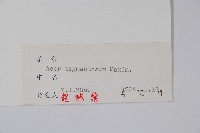 青楷槭藏品圖，第2張