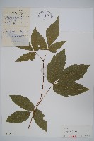 扭筋槭藏品圖，第1張