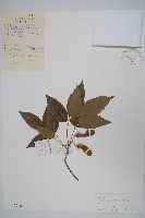 白牛槭藏品圖，第1張