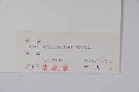 白牛槭藏品圖，第2張