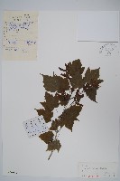 毛脈槭藏品圖，第1張