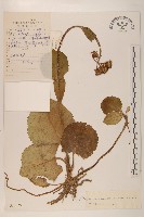 扁核木藏品圖，第1張