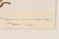 扁核木藏品圖，第3張