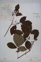 刺五加藏品圖，第1張