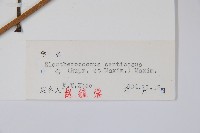 刺五加藏品圖，第2張
