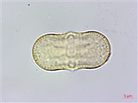 胡荽、莞蓑、香菜、莞菜藏品圖，第1張