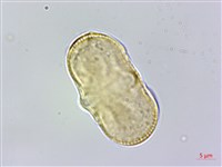 胡荽、莞蓑、香菜、莞菜藏品圖，第2張