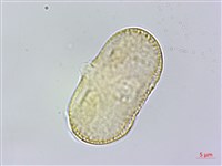 胡荽、莞蓑、香菜、莞菜藏品圖，第3張