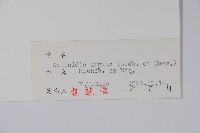 軟棗獼猴桃藏品圖，第2張