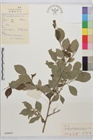 東北鼠李藏品圖，第1張