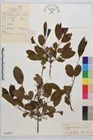 烏蘇里鼠李藏品圖，第4張