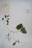 東北鳳仙花藏品圖，第1張