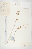 珠芽景天藏品圖，第1張