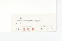 珠芽景天藏品圖，第3張