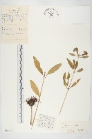 輪葉景天藏品圖，第1張