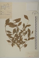 衛矛藏品圖，第1張