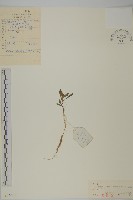 孩兒參藏品圖，第1張