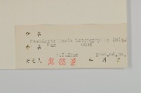 孩兒參藏品圖，第3張