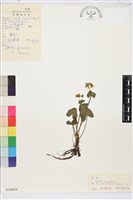 三角葉驢蹄草藏品圖，第1張