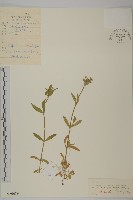 卷耳藏品圖，第1張