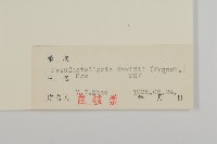 蔓假繁縷藏品圖，第3張