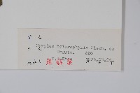 榛樹藏品圖，第2張