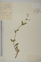 朝鮮麥瓶草藏品圖，第1張