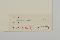 朝鮮麥瓶草藏品圖，第3張