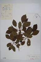 赤楊、臺灣赤楊、台北赤楊、水柯子、水柳柯藏品圖，第1張