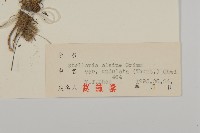 天蓬草、雀舌草藏品圖，第3張
