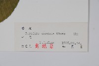 千金榆藏品圖，第2張