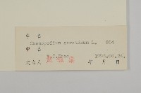 小葉藜藏品圖，第3張