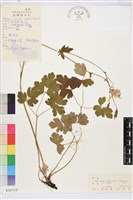 尖萼耬斗菜藏品圖，第1張