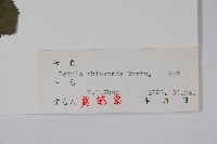 堅樺藏品圖，第2張